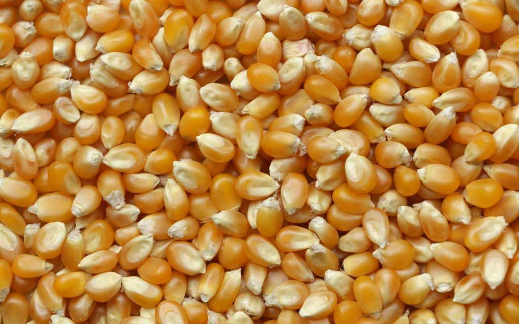 Kukurydza-04
